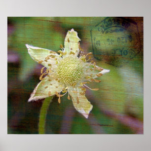 Poster Flor selvagem 4