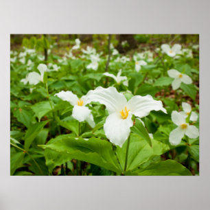 Póster Flor selvagem do Trillium