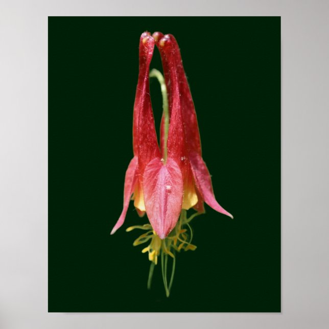 Poster Flor Selvagem Selvagem Vivo (Frente)