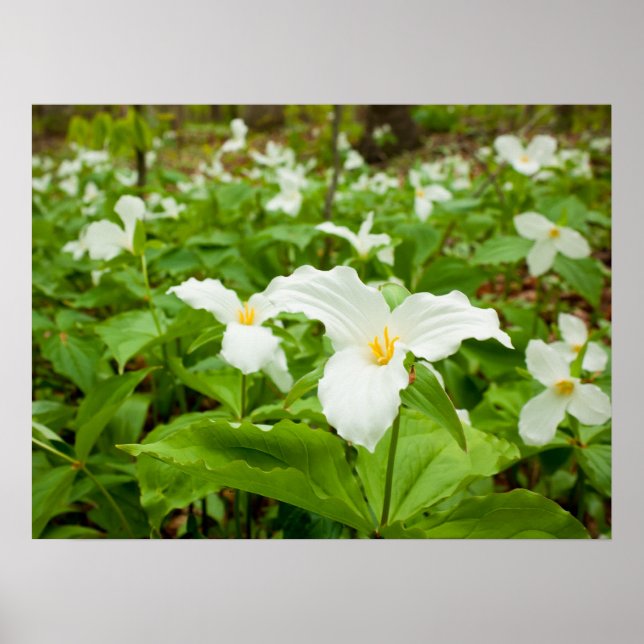 Póster Flor Selvagem Trillium (Frente)