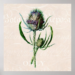 Poster Flor selvagem velha do cardo do Scottish do