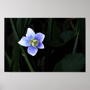 Poster Flor Selvagem Violeta Azul bonito na Foto da Natur