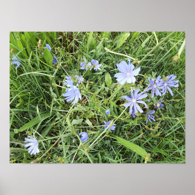 Poster Flor silvestre (Frente)