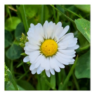 Póster Flor Silvestre Romênia – Fotografia Macro Botânica