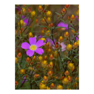 Póster Flor Silvestre Roxa – Sinfonia de Cores da Naturez