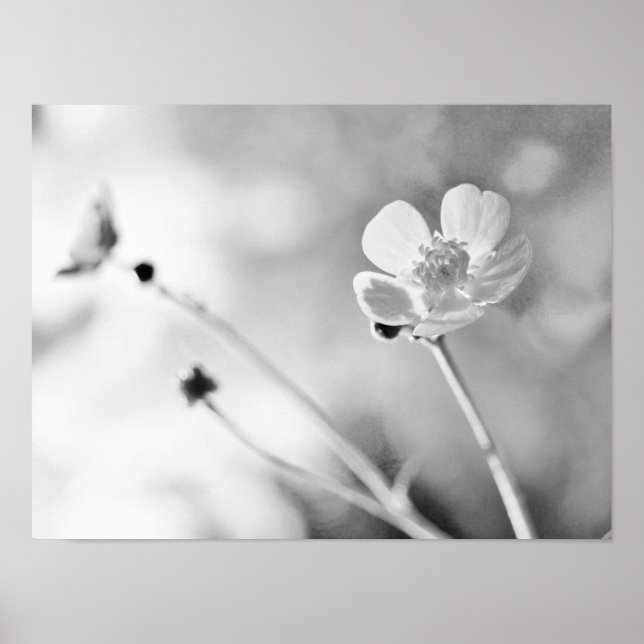 Póster Flor Simples Preto e Branco (Frente)