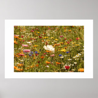 Póster Flor - Sombra