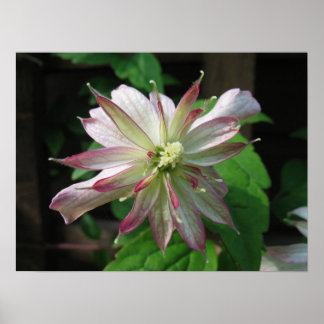 Póster Flor três