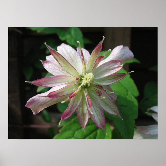 Póster Flor três (Frente)
