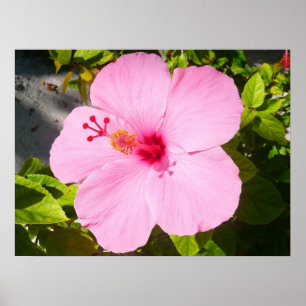 Poster Flor Tropical de Hibiscus Rosa