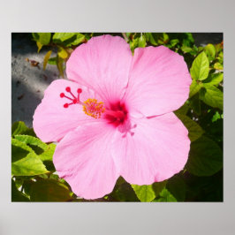 Poster Flor Tropical de Hibiscus Rosa