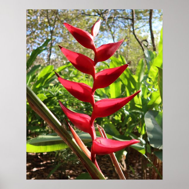 Poster Flor Tropical Vermelha - Heliconia (Frente)