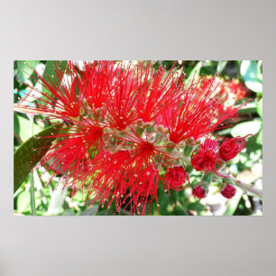 Póster Flor Tropical Vermelho, com escova