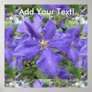 Poster Flor verde roxa do Clematis