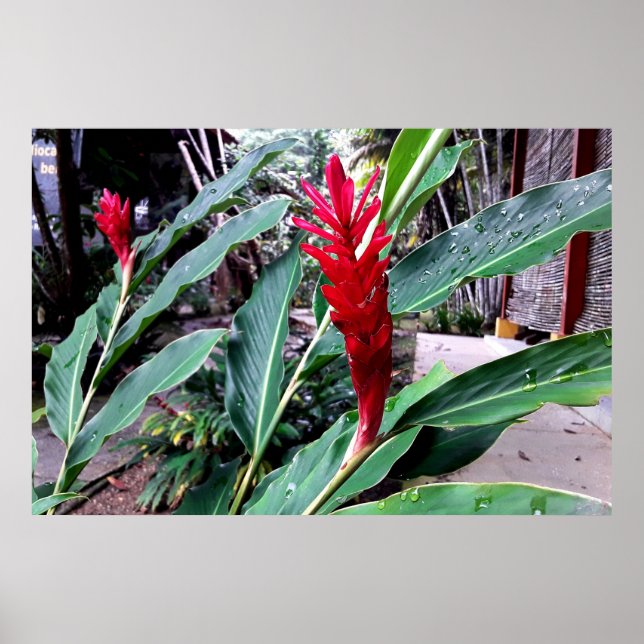 Poster flor vermelha (Frente)