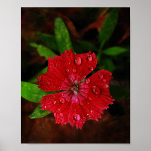 Póster Flor vermelha bonita do cravo-da-índia com foto
