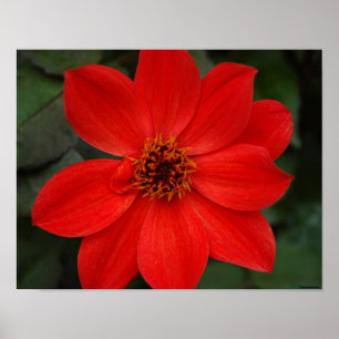 Póster Flor vermelha brilhante