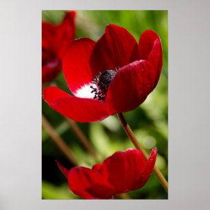Póster Flor vermelha da anêmona
