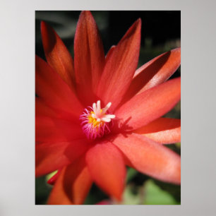 Póster Flor vermelha do cacto de Natal