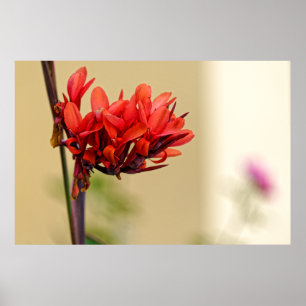 Poster flor vermelha estranha
