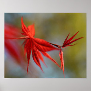 Poster "Flor vermelha", folha de bordo