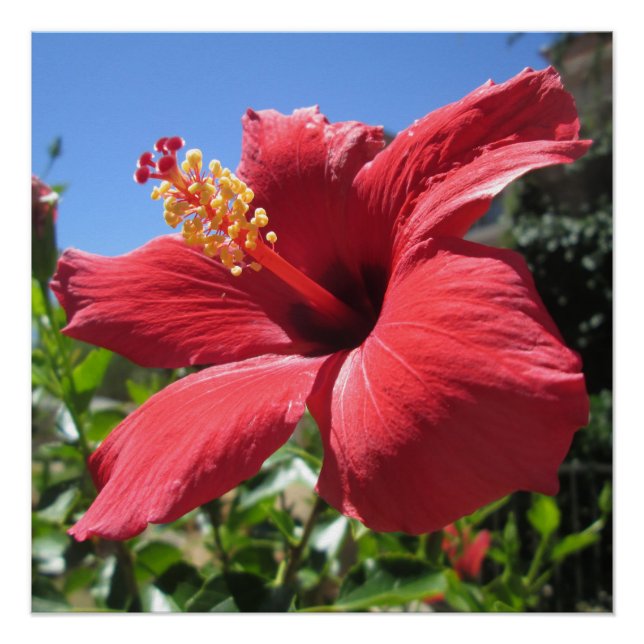 Póster Flor Vermelha Hibiscus (Frente)