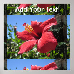 Póster Flor Vermelha Hibiscus