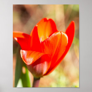 Poster Flor Vermelho