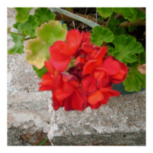 Póster flor vermelho