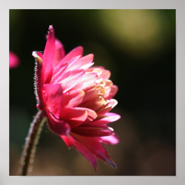 Póster Flor Vermelho À Luz Do Sol Feche (Frente)