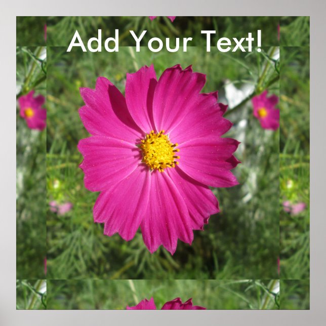 Poster Flor Vermelho Cosmos (Frente)