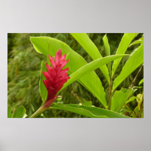 Póster Flor Vermelho Ginger (Alpinia)