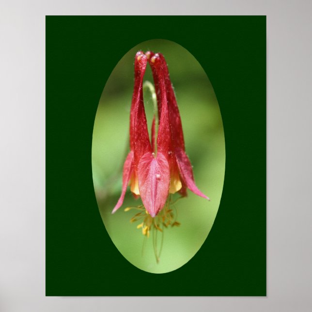 Póster Flor Vermelho Selvagem Columbina (Frente)