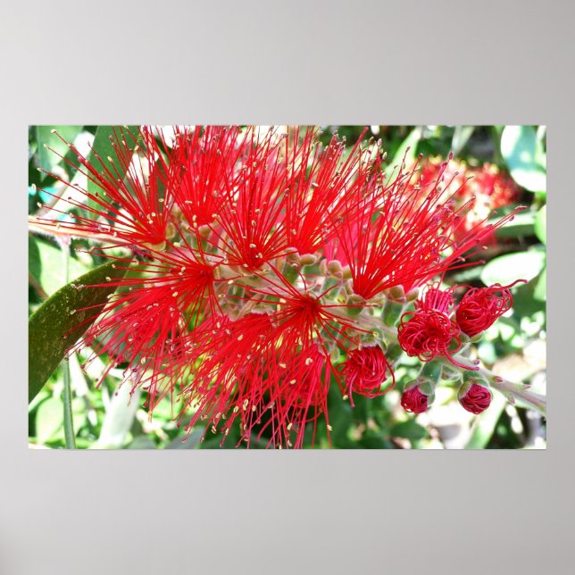 Póster Flor Vermelho Tropical (Frente)