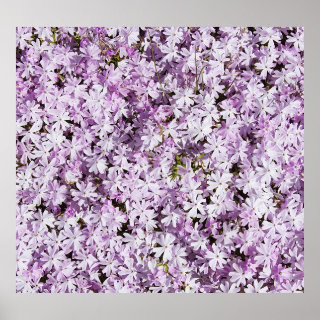Poster Flor violeta, cenário de frescura de verão. (Frente)