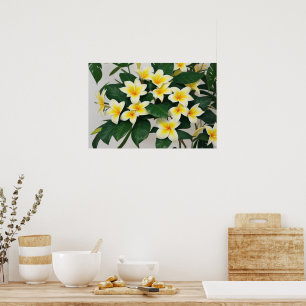 Poster Flor White Frangipani