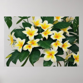 Poster Flor White Frangipani