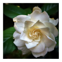 Flor White Gardenia