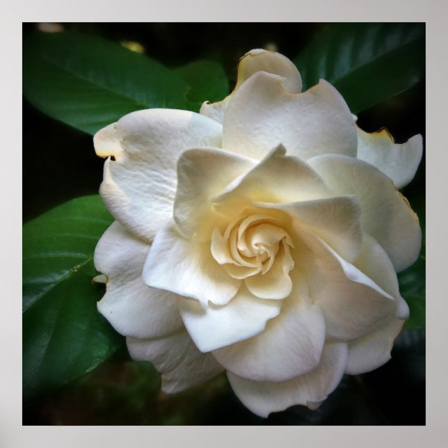 Poster Flor White Gardenia (Frente)