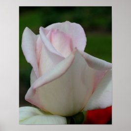 Poster Flor White Rosebud