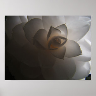 Póster Flora Dramatica