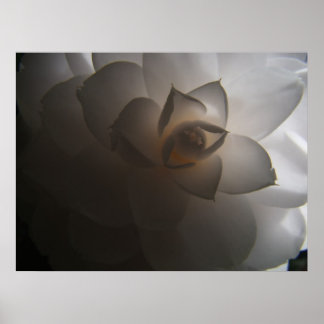 Póster Flora Dramatica