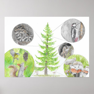 Poster Flora e Fauna
