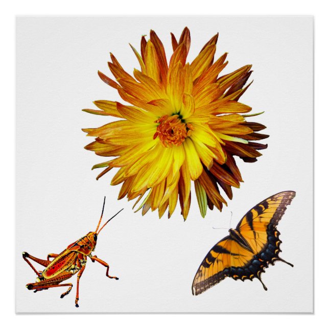 Póster Flora e fauna (Frente)
