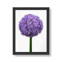 Floração de Allium Roxo em Fundo Branco