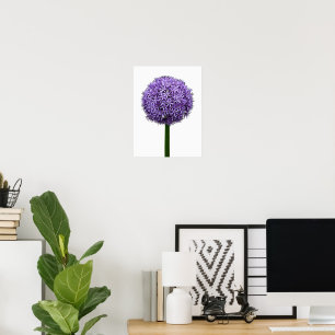 Poster Floração de Allium Roxo em Fundo Branco