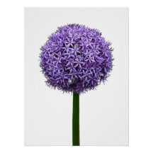 Floração de Allium Roxo em Fundo Branco