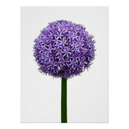 Póster Floração de Allium Roxo em Fundo Branco