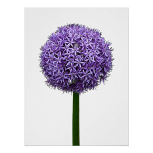 Póster Floração de Allium Roxo em Fundo Branco