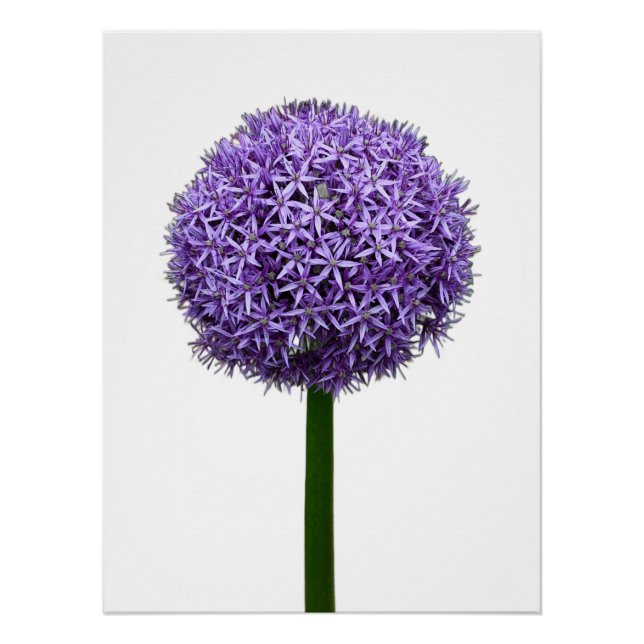 Póster Floração de Allium Roxo em Fundo Branco (Frente)